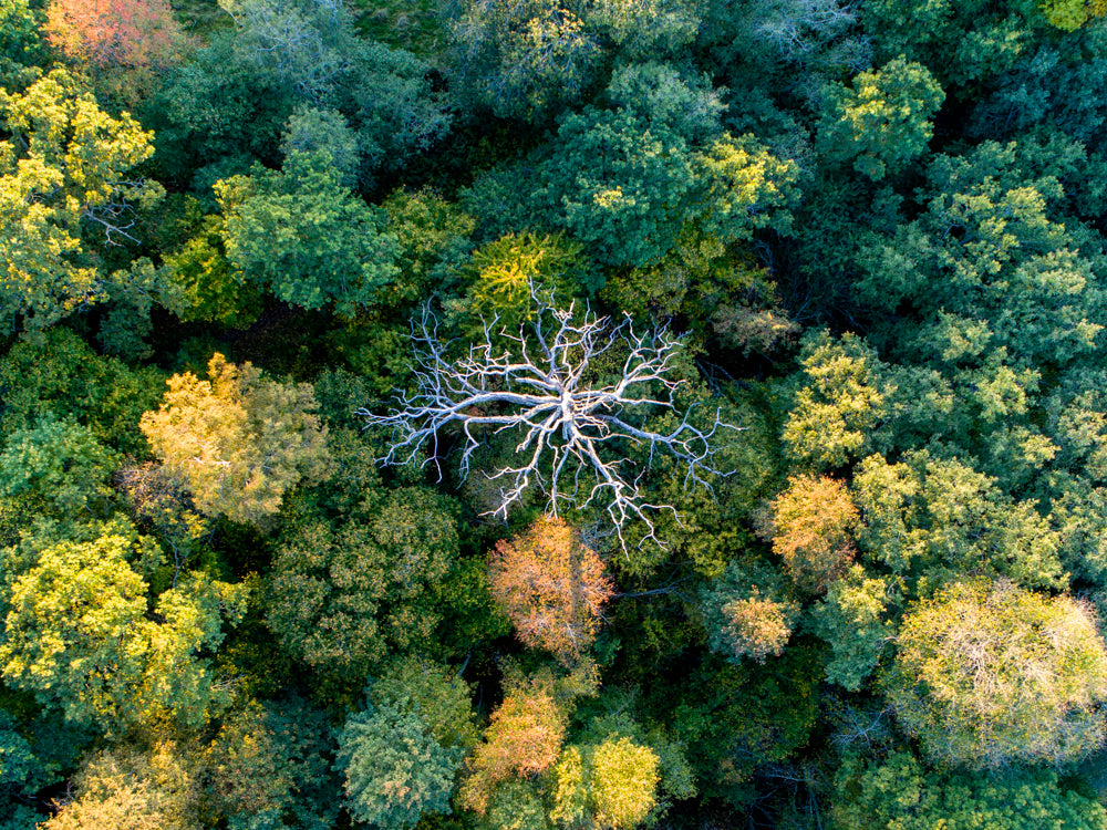 The dead tree from above - Collectors edition