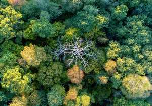 The dead tree from above 100*70 cm - Collectors edition of 3